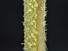 Parapolystichum microsorum pentangulare