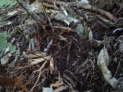 Parapolystichum microsorum pentangulare