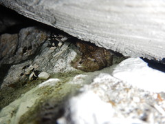 Eleutherodactylus nitidus