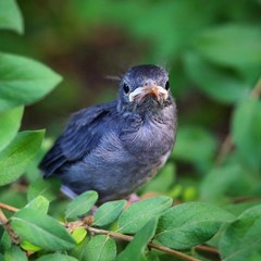 Dumetella carolinensis