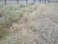 Centaurea virgata squarrosa