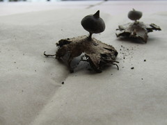 Geastrum tenuipes