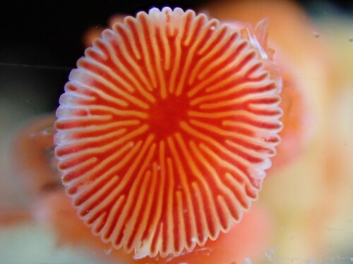 Red Tubeworm, La Collette Marina, photo 6 of 10