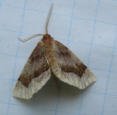 Metarranthis warneri