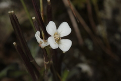 Cardamine resedifolia