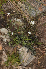 Cardamine resedifolia