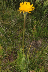 Hypochaeris uniflora