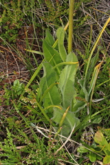 Hypochaeris uniflora