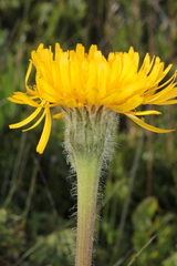 Hypochaeris uniflora