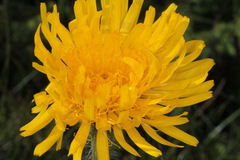 Hypochaeris uniflora