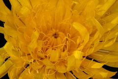 Hypochaeris uniflora