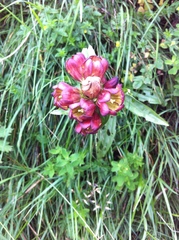 Gentiana purpurea