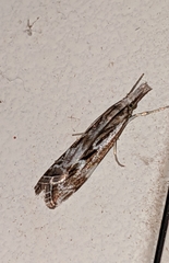 Catoptria oregonicus