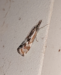 Catoptria oregonicus