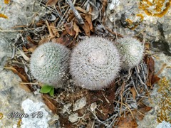 Mammillaria albilanata tegelbergiana