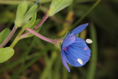 Veronica fruticans