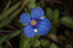 Veronica fruticans
