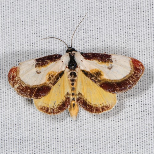 Beautiful Wood-nymph