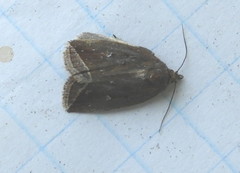 Capis curvata