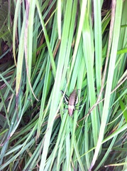 Pholidoptera aptera