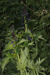 Delphinium elatum elatum