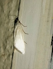 Lepidoptera