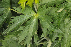 Delphinium elatum elatum