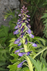 Delphinium elatum elatum