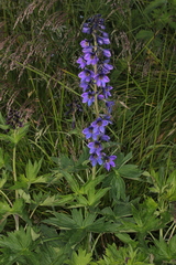 Delphinium elatum elatum