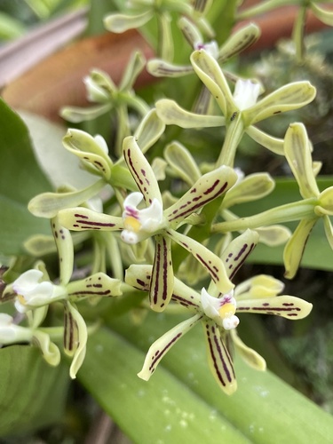 Image of Prosthechea vespa by (c) Simon Colenutt, some rights reserved (CC BY)