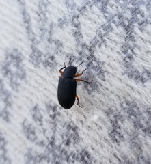 Haplandrus fulvipes