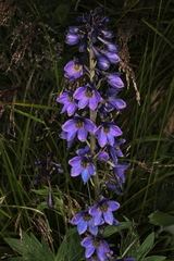 Delphinium elatum elatum
