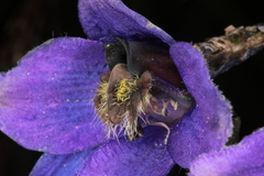 Delphinium elatum elatum