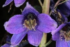 Delphinium elatum elatum