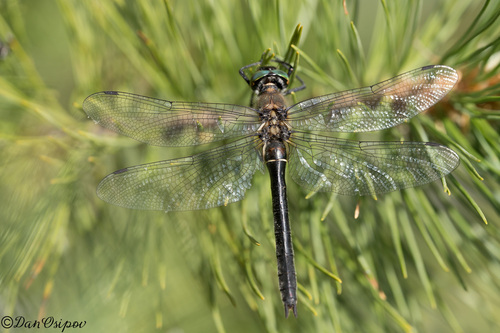 American Emerald photo 5