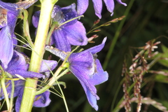 Delphinium elatum elatum