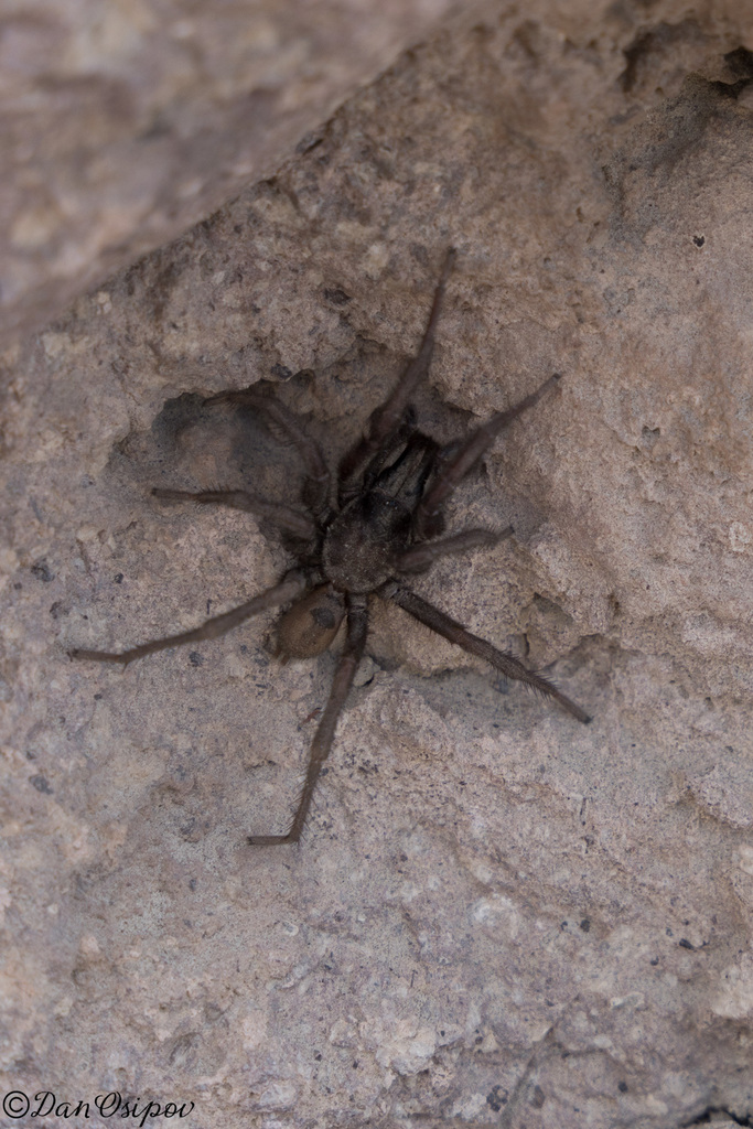 Atypoides gertschi
