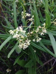 Vincetoxicum sibiricum