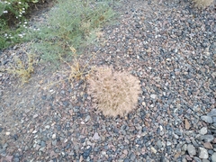 Ceratocarpus arenarius