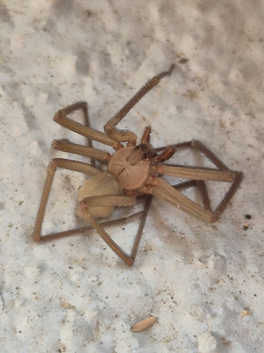 Loxosceles aurea