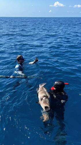 Black grouper