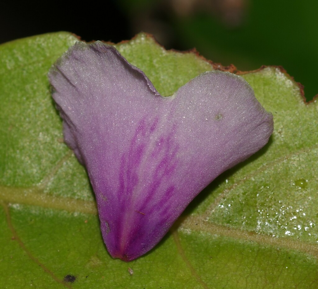 Qualea dinizii