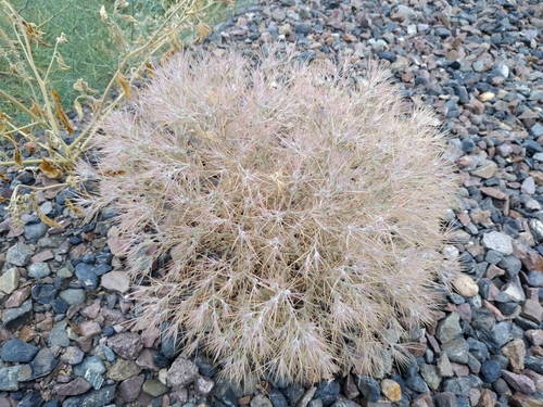 Ceratocarpus arenarius