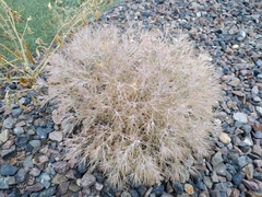 Ceratocarpus arenarius