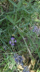 Bombus