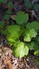 Actaea elata