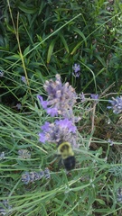 Bombus
