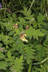 Astragalus frigidus