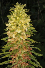 Pedicularis foliosa