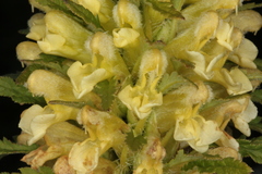 Pedicularis foliosa